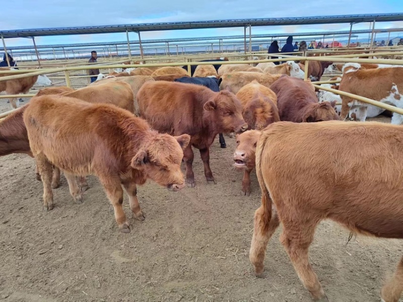 【牛】黄牛内蒙牧区放养牛【肉质鲜嫩】黄膘包售后