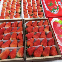 奶油草莓四川精品冬季甜草莓高品质可视频欢迎咨询