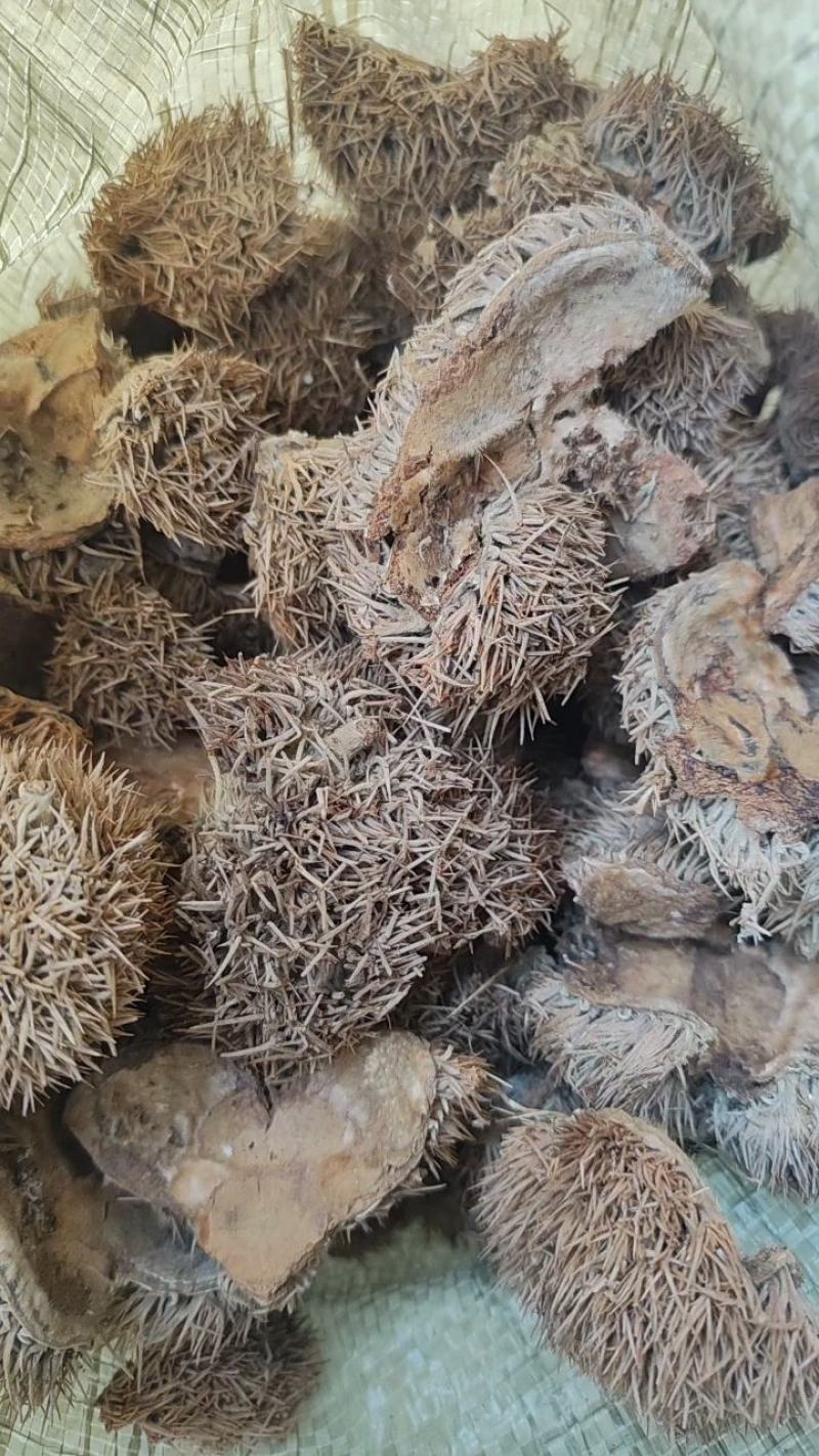 中药材带刺板栗球栗刺壳风栗壳板粟刺粟子刺壳板栗刺风粟壳淋