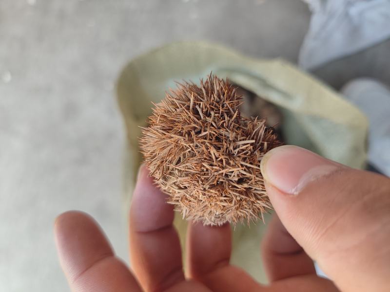 中药材带刺板栗球栗刺壳风栗壳板粟刺粟子刺壳板栗刺风粟壳淋