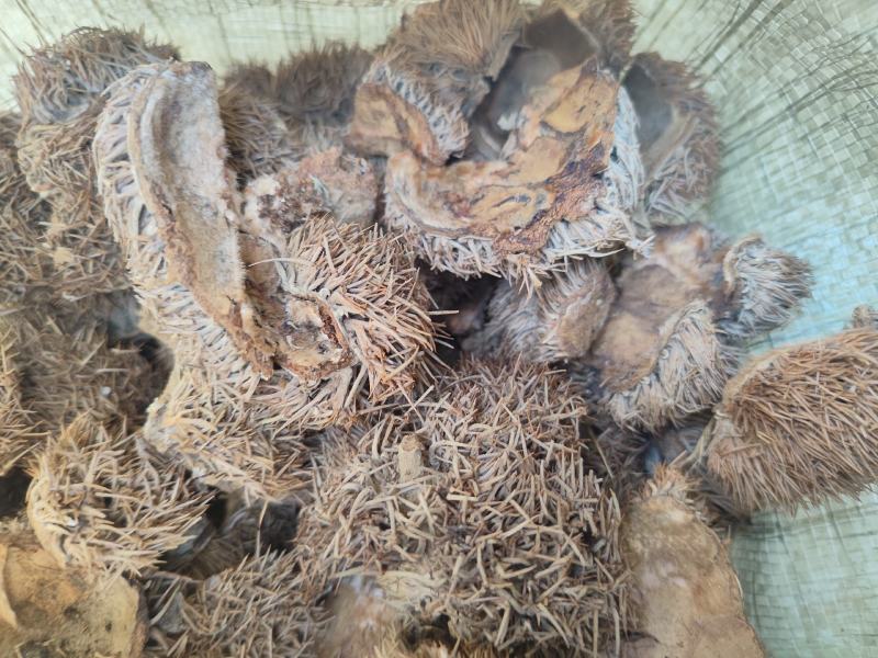 中药材带刺板栗球栗刺壳风栗壳板粟刺粟子刺壳板栗刺风粟壳淋