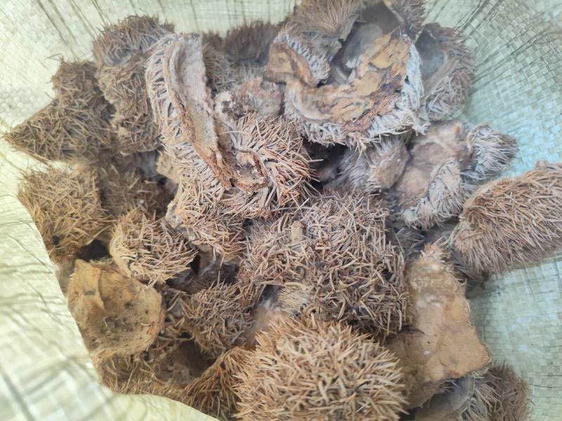 中药材带刺板栗球栗刺壳风栗壳板粟刺粟子刺壳板栗刺风粟壳淋