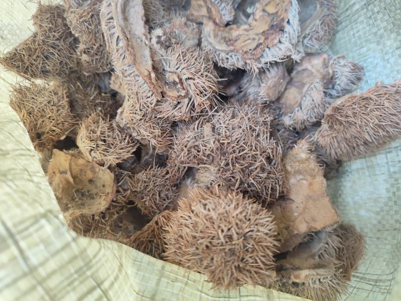 中药材带刺板栗球栗刺壳风栗壳板粟刺粟子刺壳板栗刺风粟壳淋