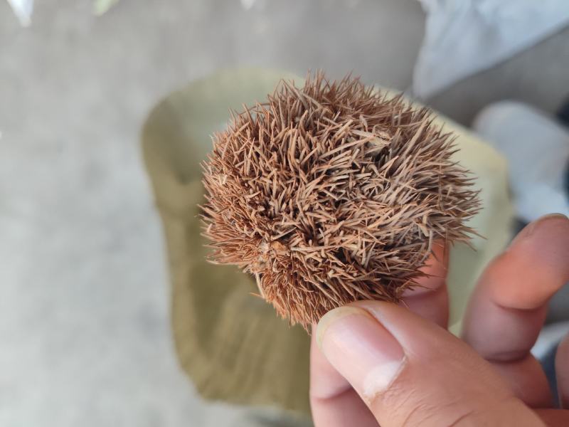 中药材带刺板栗球栗刺壳风栗壳板粟刺粟子刺壳板栗刺风粟壳淋