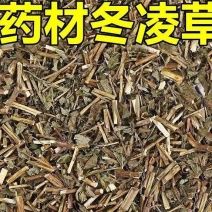 冬凌草中草药袋装当季无硫冬凌草中药材野生无杂质散装干燥颜