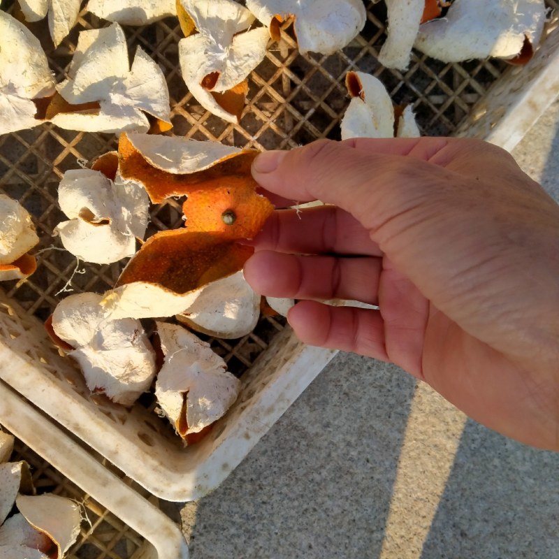 江西陈皮自产自销，产地道地药材，自然晒干，无硫，今年新货