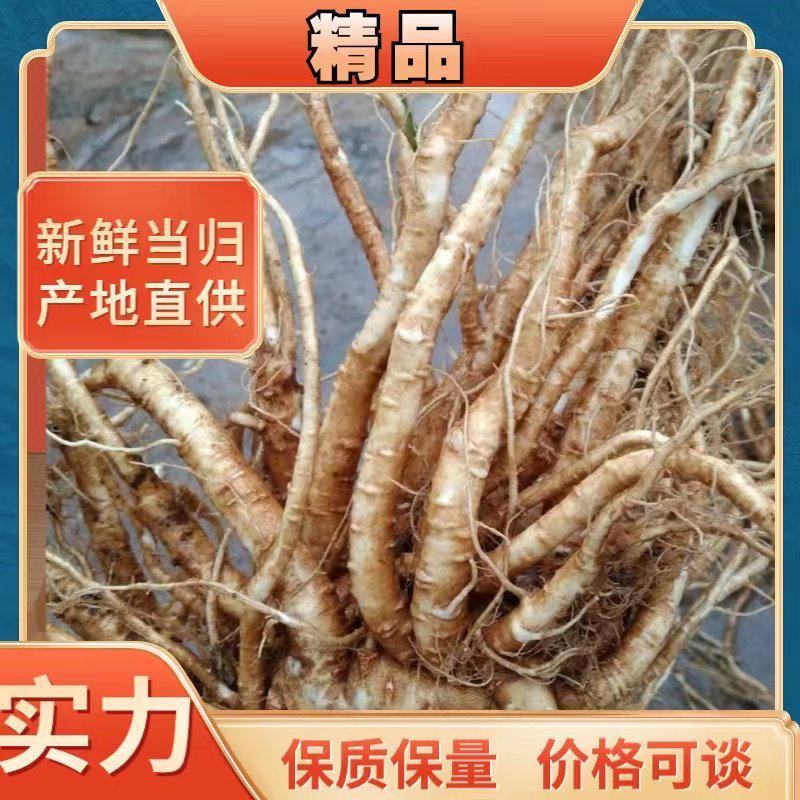 基地直供，鲜，干当归，承接全国各地批发商超市场