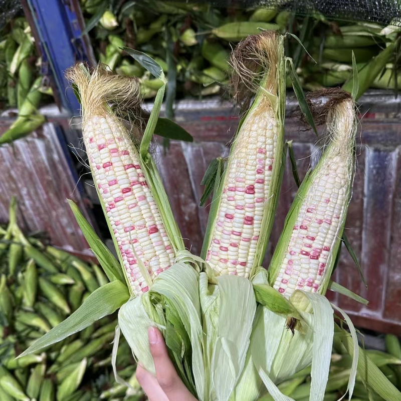 精品花糯玉米，基地直发电商批发市场团购大量供应