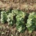 2023年菠菜，保质保量
