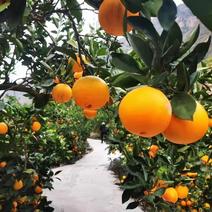 四川凉山雷波脐橙，皮薄肉厚大量供应产地直发品质