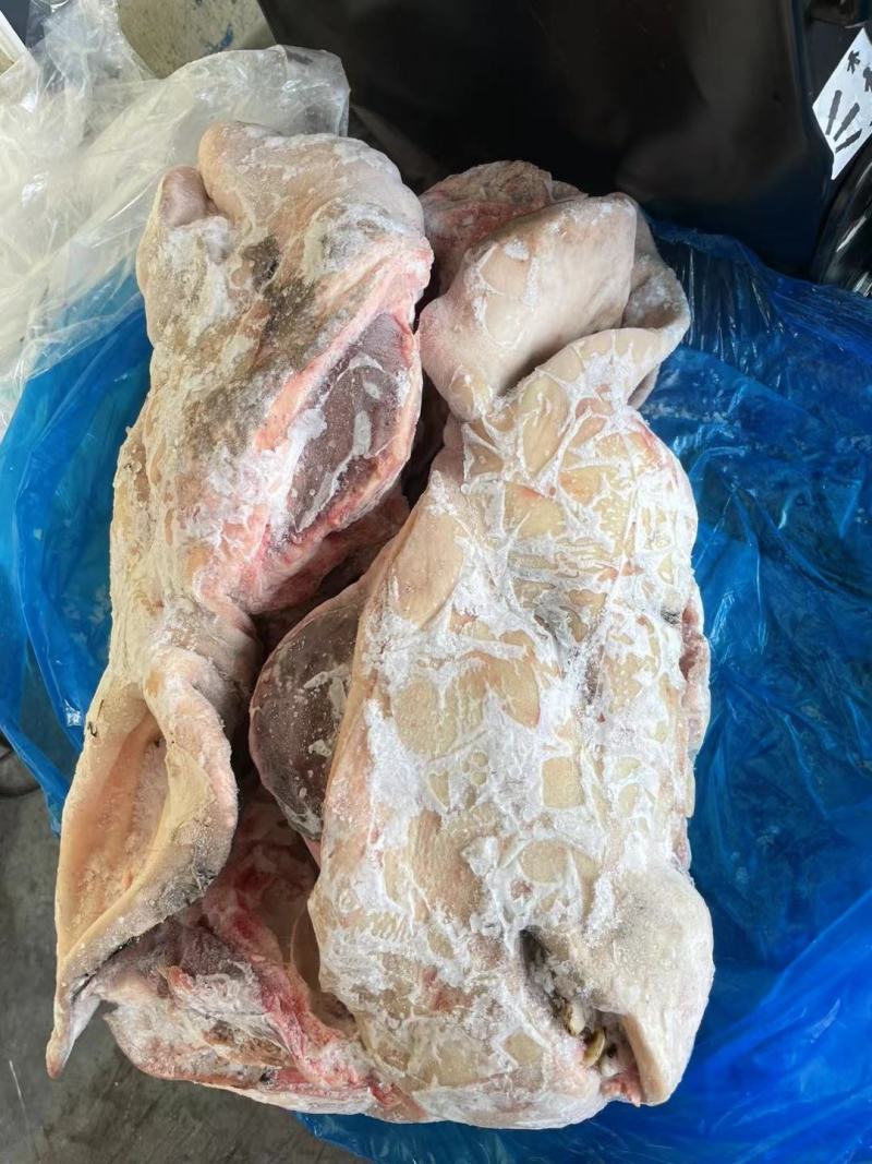 母猪二级，带耳劈半头新货货源稳定质量保证