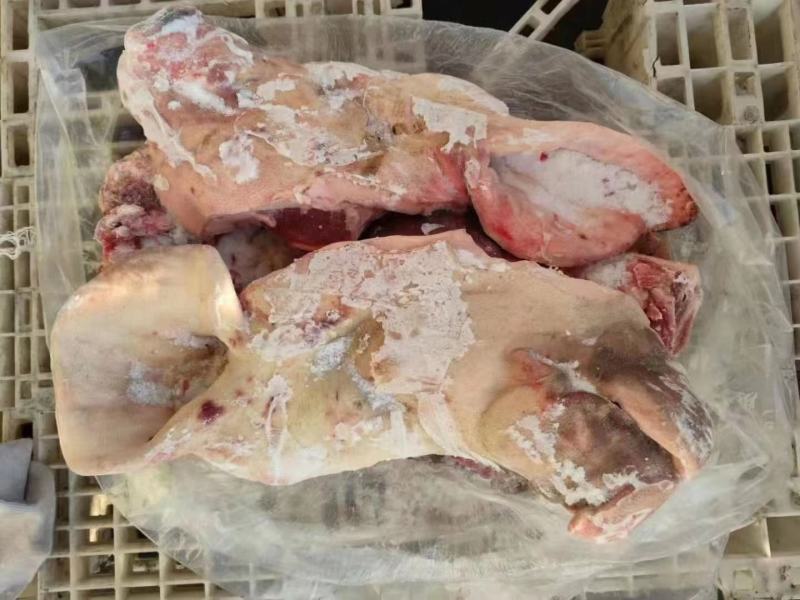 母猪二级，带耳劈半头新货货源稳定质量保证