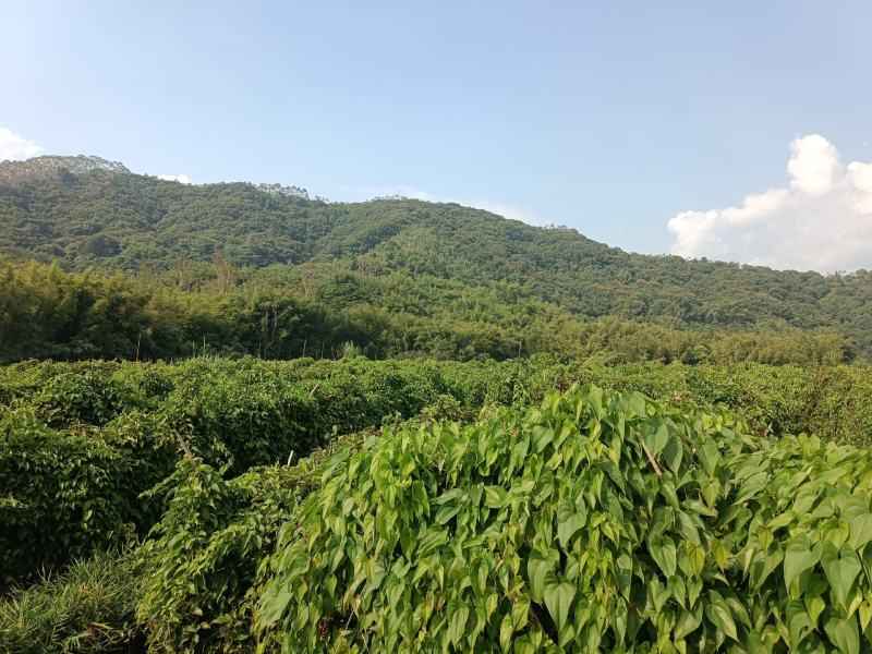 毛薯