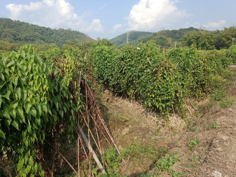 毛薯