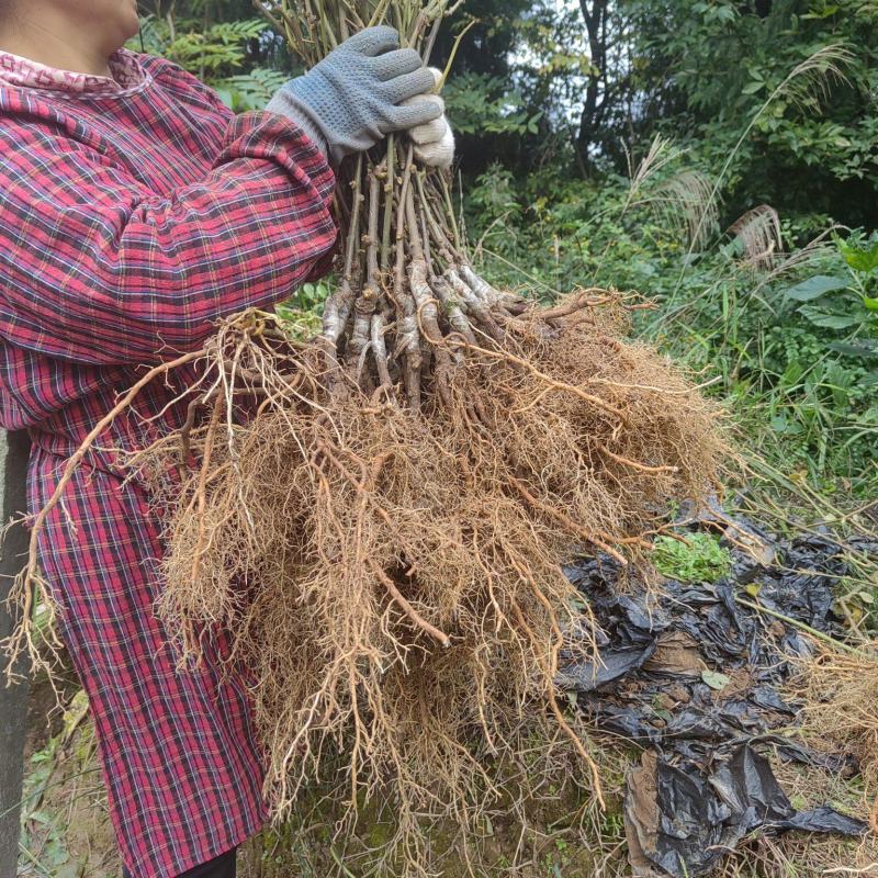 对鄂水杨桃嫁接红心猕猴桃成品苗品种保证技术指导假一赔十