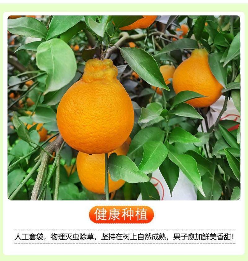 四川不知火丑橘产地直发电商一件代发社区团购直播带货