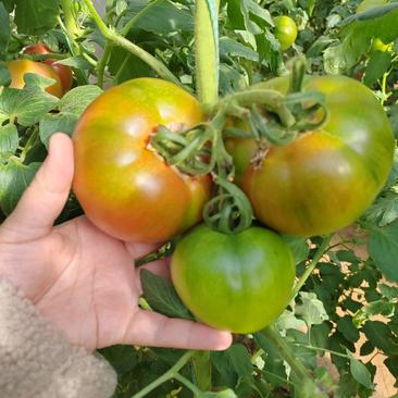 大果草莓番茄种子口感柿子秘鲁蜜粉绿肩番茄种子