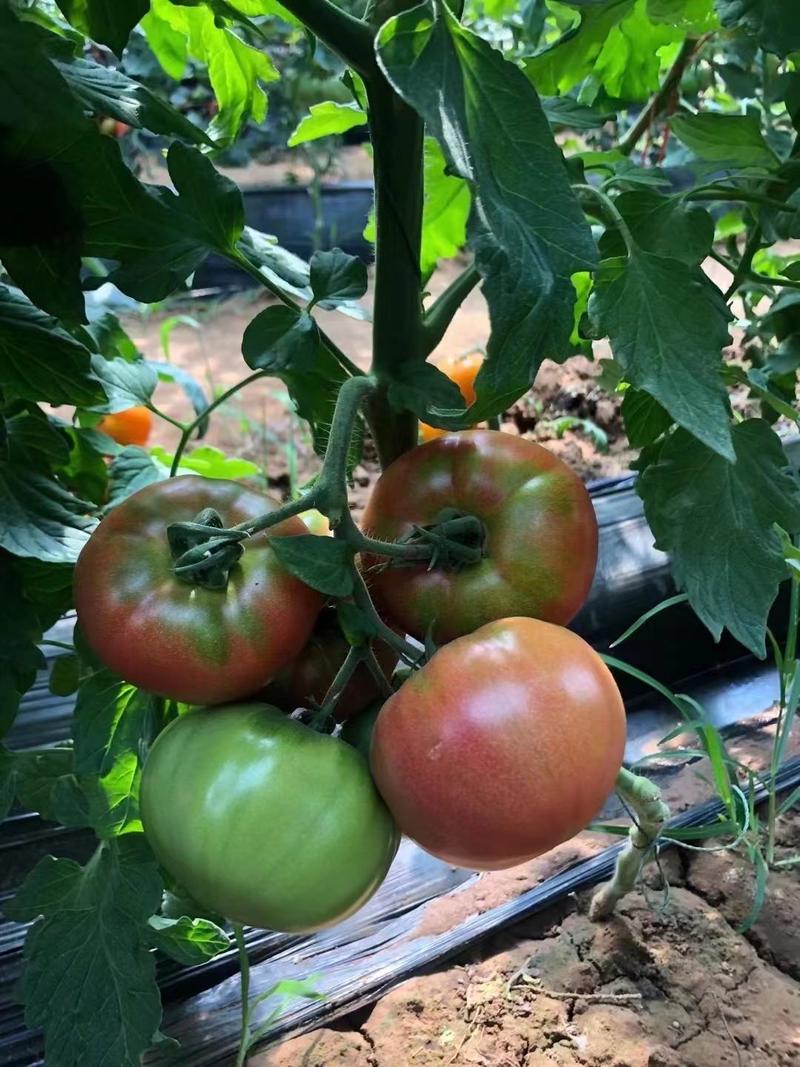 大果草莓番茄种子口感柿子秘鲁蜜粉绿肩番茄种子