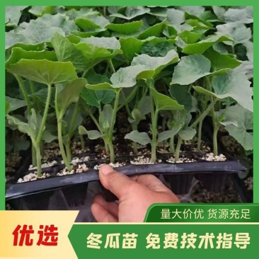 【每日特价】黑皮大冬瓜苗绿皮小冬瓜苗粉皮小冬瓜苗山东产地
