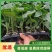 【每日特价】黑皮大冬瓜苗绿皮小冬瓜苗粉皮小冬瓜苗山东产地