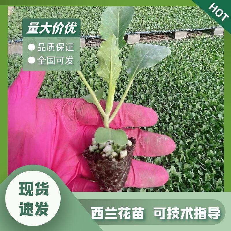 【精选】西兰花苗山东产地诚信服务提供种植技术发货方便