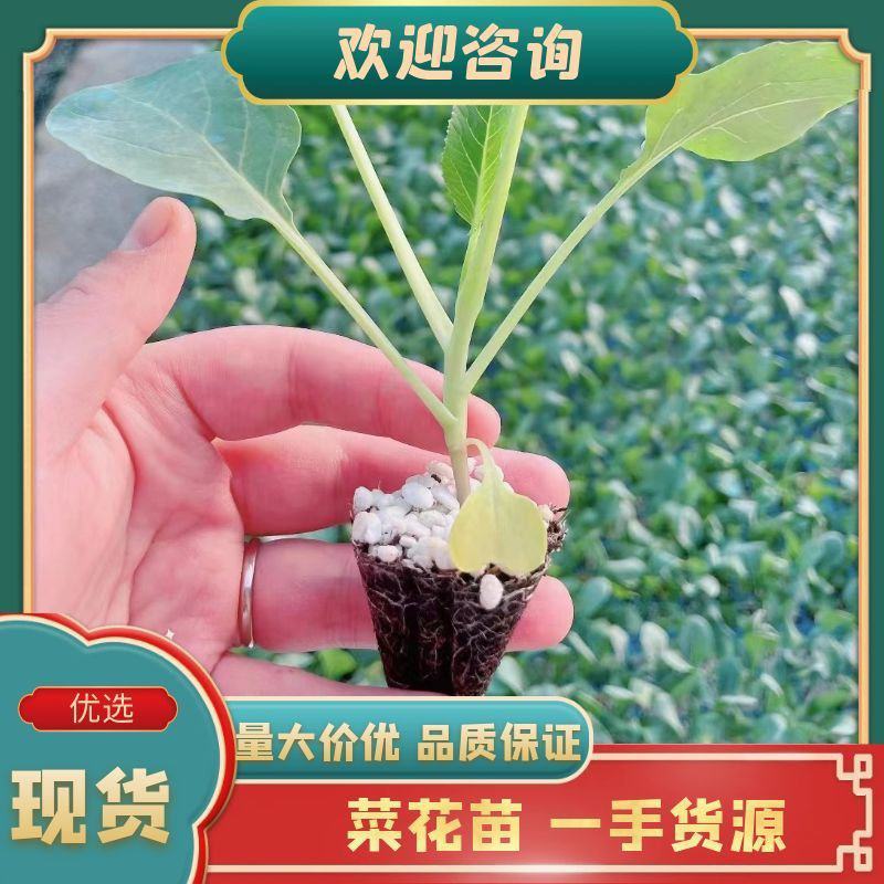 【每日推荐】菜花苗松花菜苗花菜苗青梗白面提供种植技术