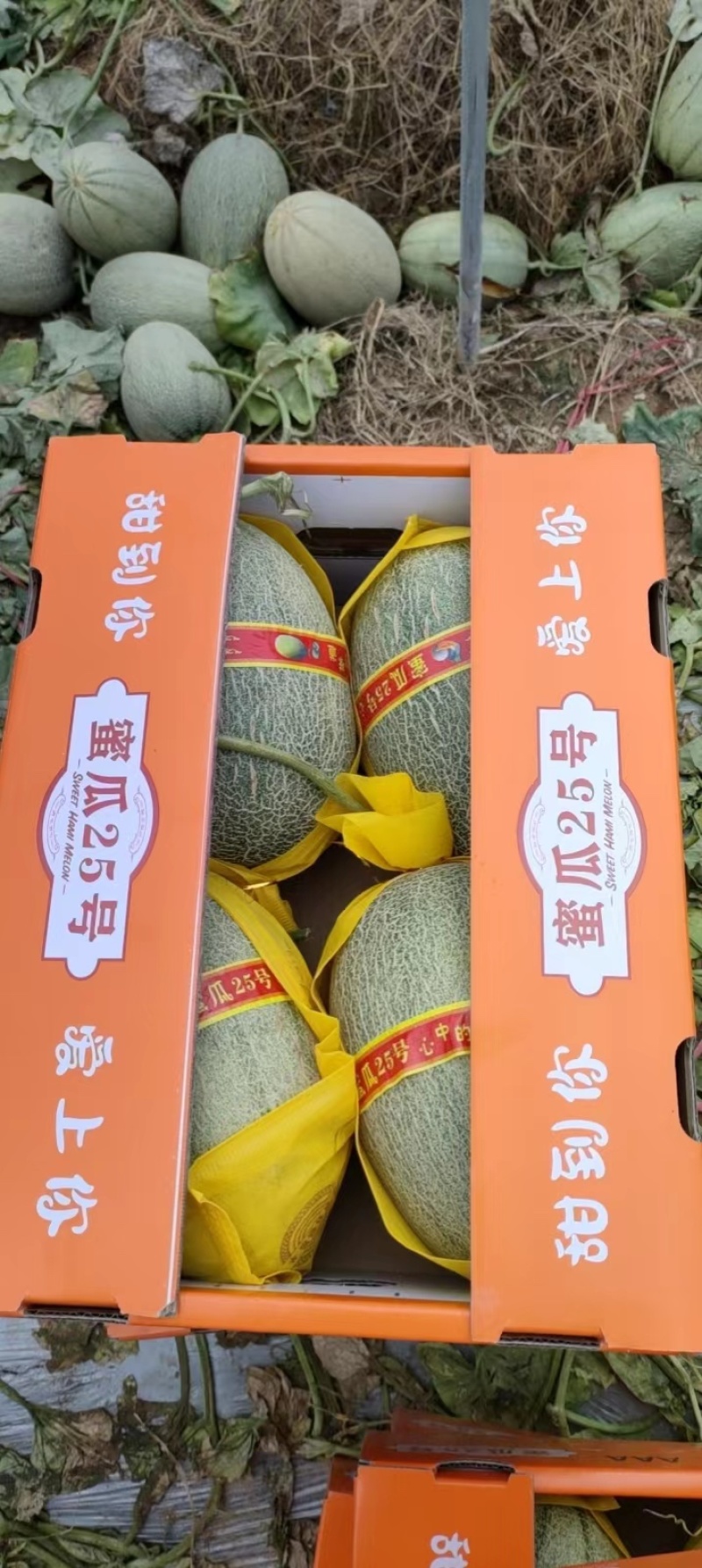 海南哈密瓜，一首货源，量大从优，欢迎咨询，致电有优惠