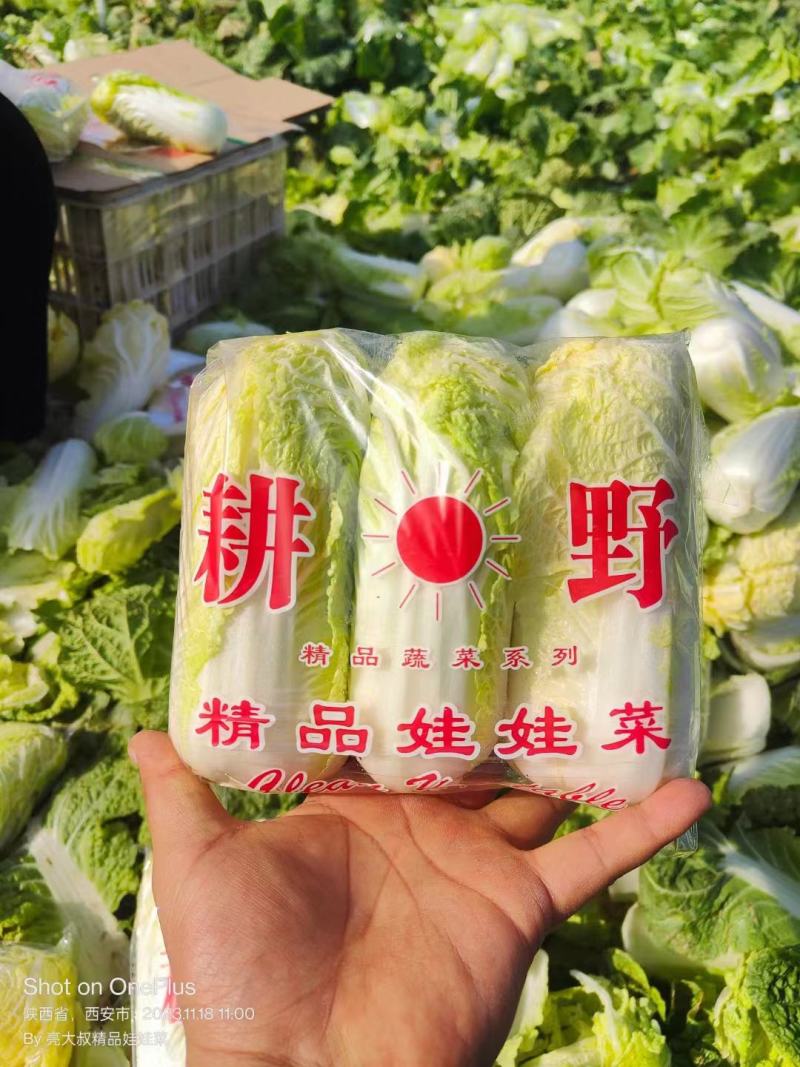 精品包装娃娃菜，各种包装，大量有货，需要的老板可以联系啊