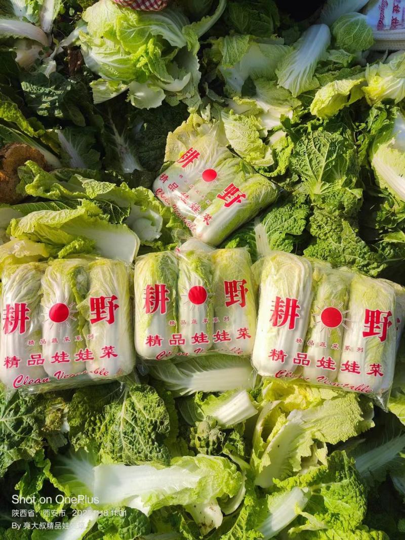 精品包装娃娃菜，各种包装，大量有货，需要的老板可以联系啊