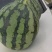 【优选】精品西瓜麒麟西瓜云南美都麒麟西瓜产地直发