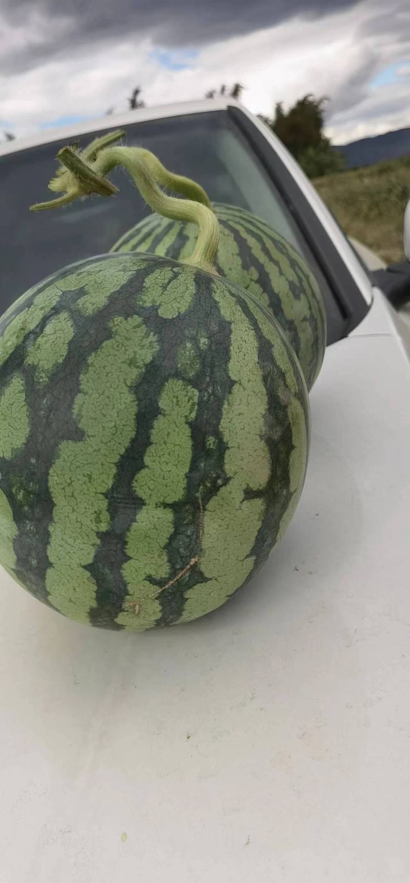 【优选】精品西瓜麒麟西瓜云南美都麒麟西瓜产地直发