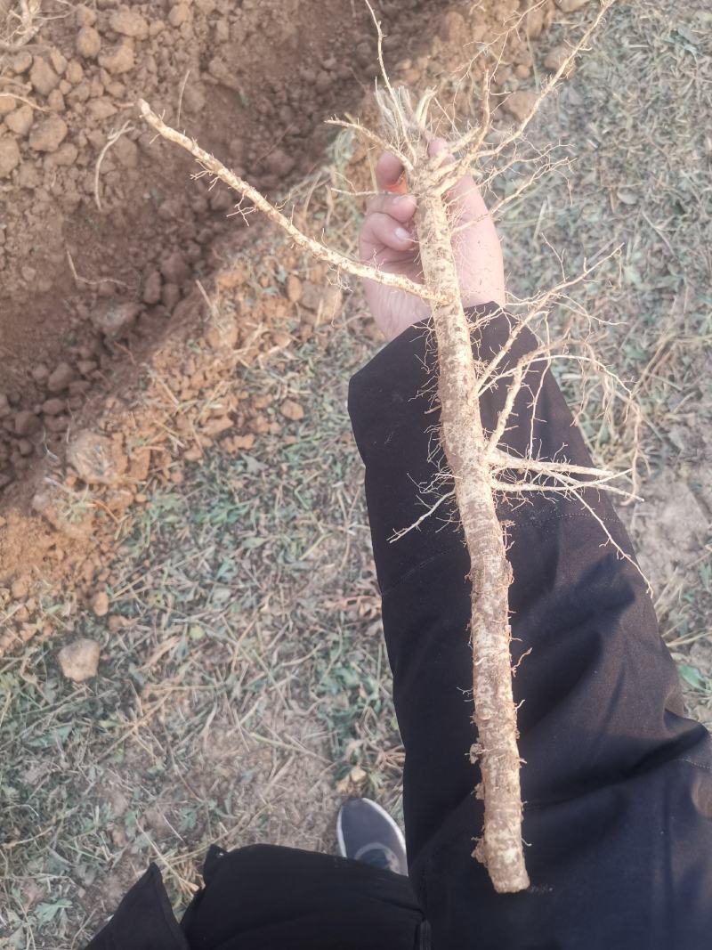 防风种子纯新种子防风籽包芽率包邮质量保证放心采购