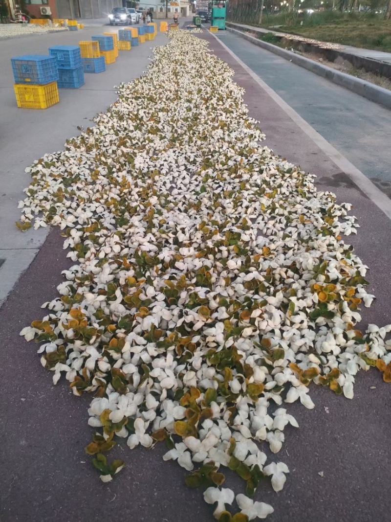 二红皮2025新会大红陈皮大量批发茶枝柑陈皮批发
