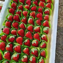 【红颜草莓】安徽产地直发质量保证货源充足欢迎订购