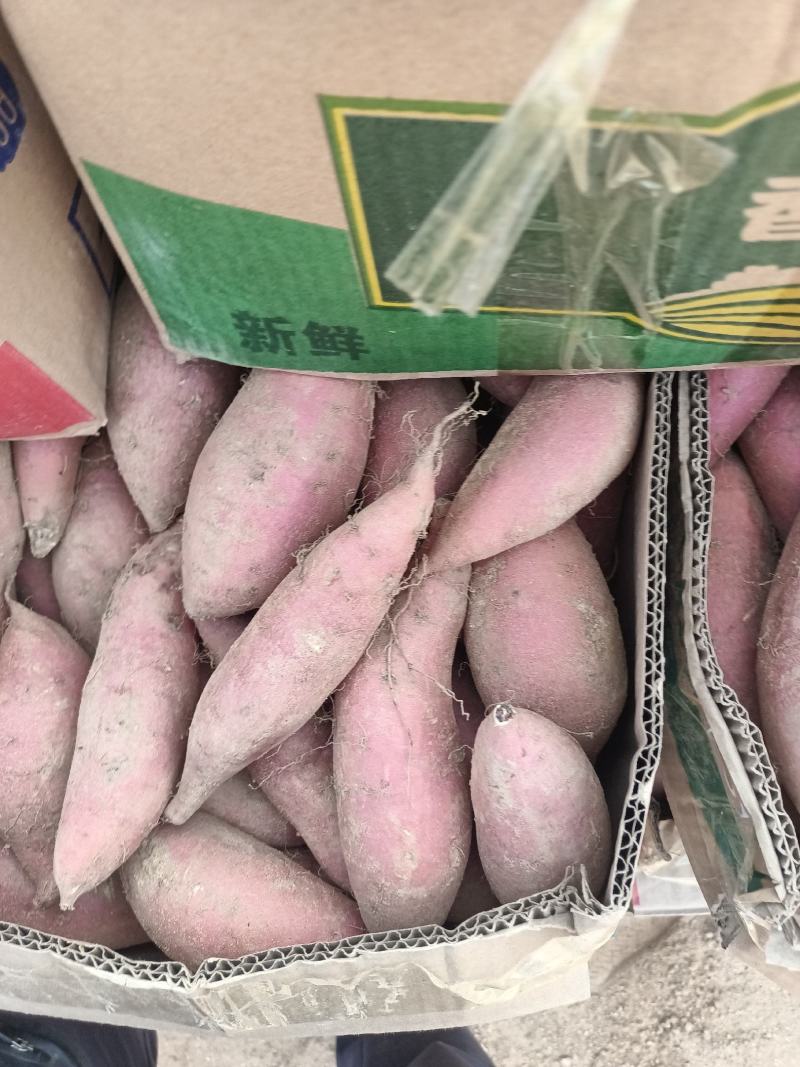 沙地烟薯大量出窖
