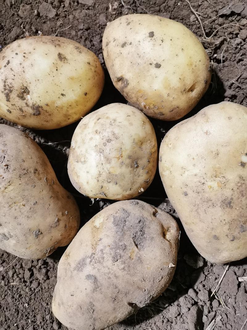 自己种的土豆，品种有裕丰六和v7.还有杠三七，吉林省扶余