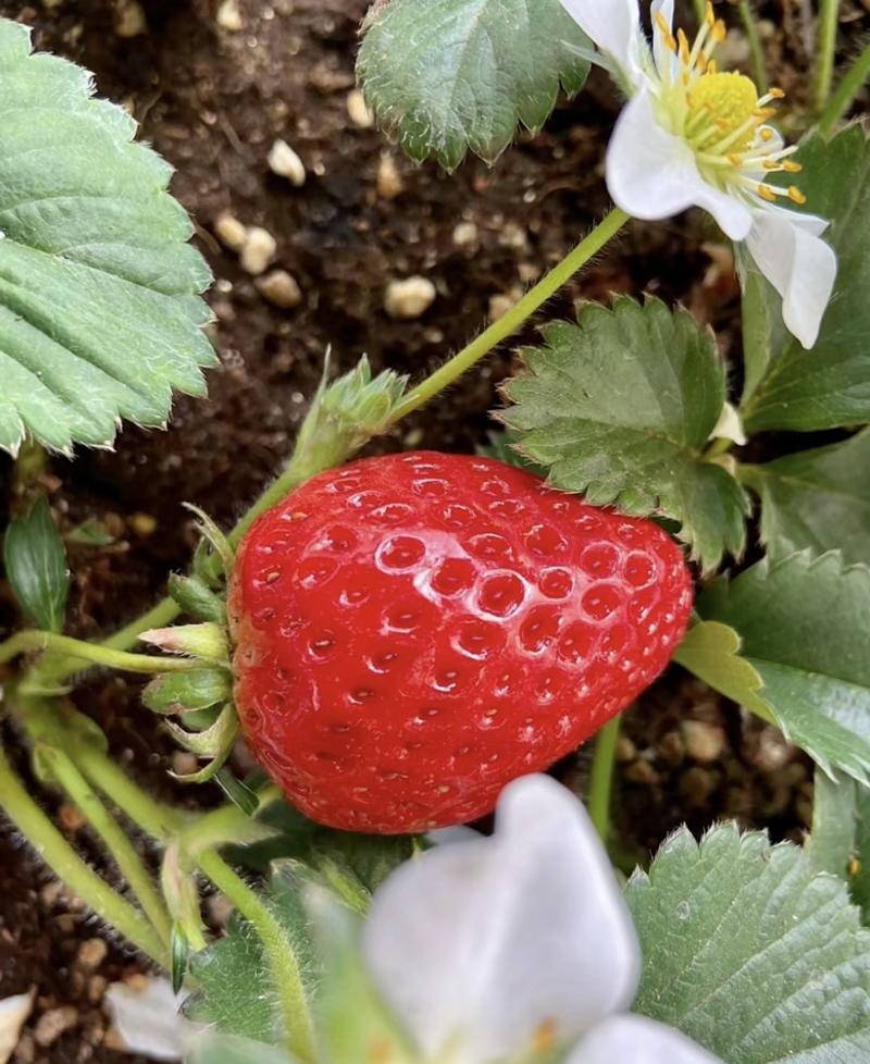 天仙醉草莓种植基地诚信经营品质保证可视频看货
