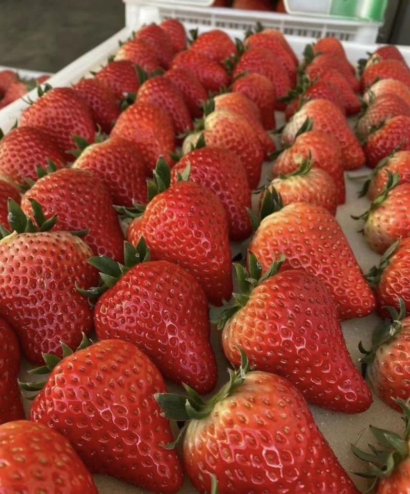 天仙醉草莓种植基地诚信经营品质保证可视频看货
