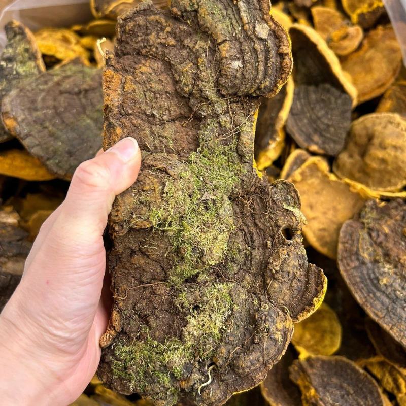 【包邮】桑黄大量有货诚信经营品质保证欢迎下单可长期合作