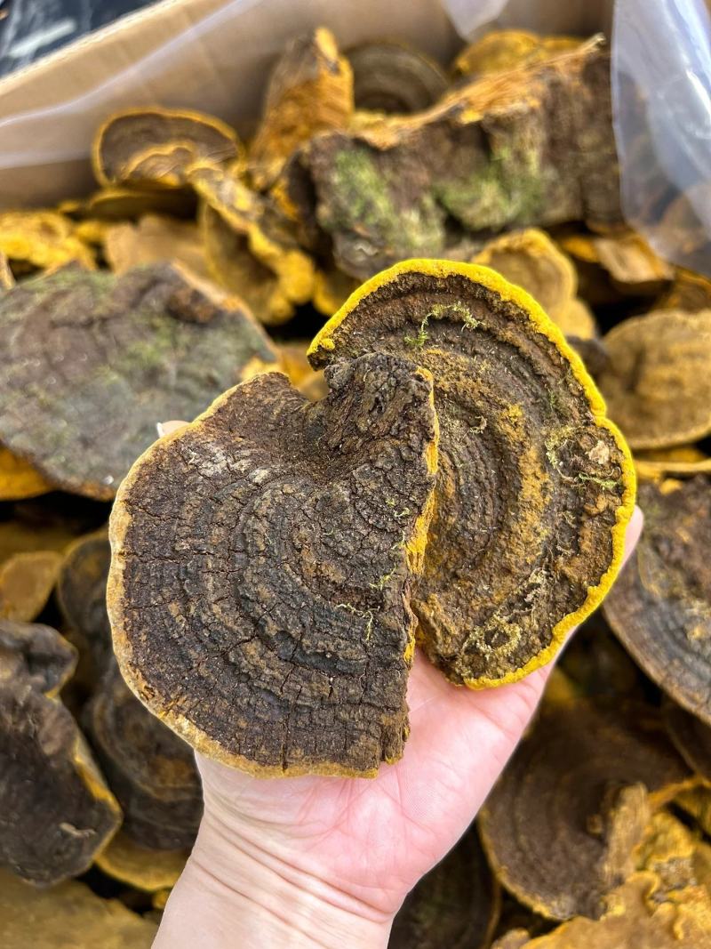 【包邮】桑黄大量有货诚信经营品质保证欢迎下单可长期合作