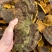 【包邮】桑黄大量有货诚信经营品质保证欢迎下单可长期合作
