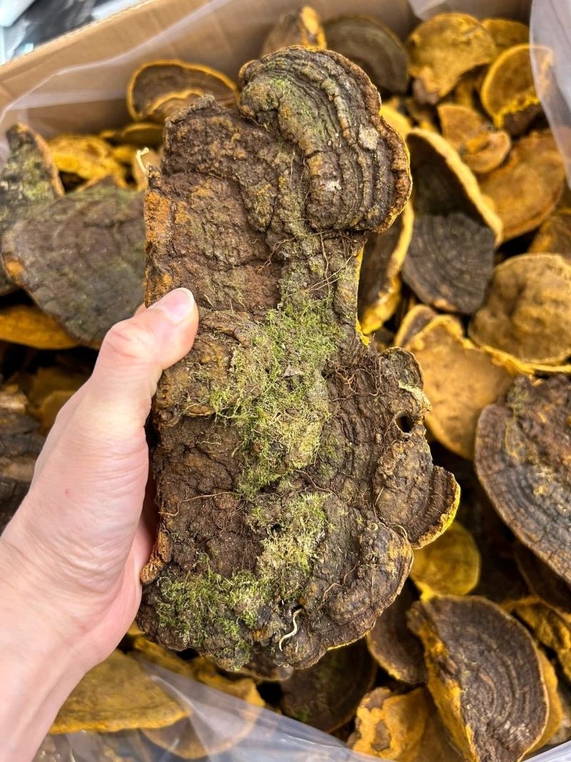 【包邮】桑黄大量有货诚信经营品质保证欢迎下单可长期合作