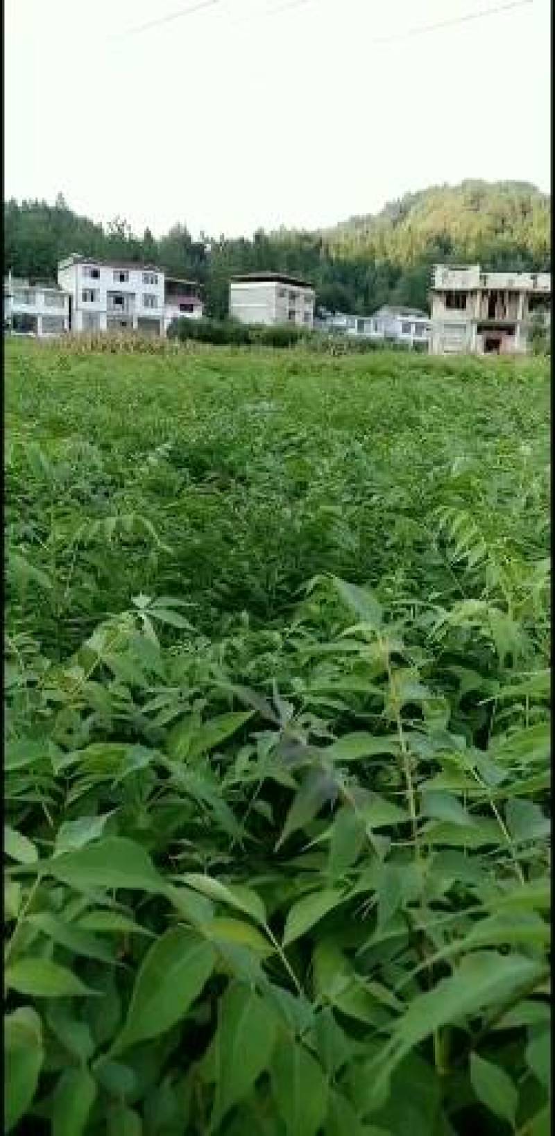 黄柏苗，黄柏树苗，正宗的厚皮黄柏苗，大小规格有货，