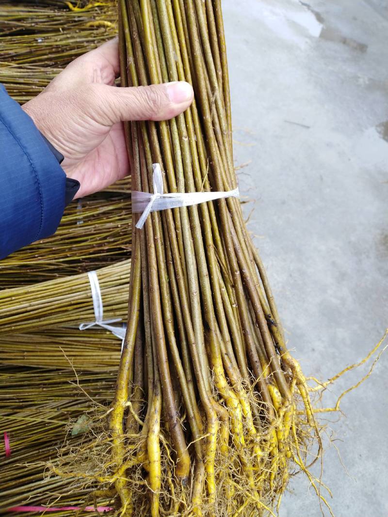 黄柏苗，黄柏树苗，正宗的厚皮黄柏苗，大小规格有货，