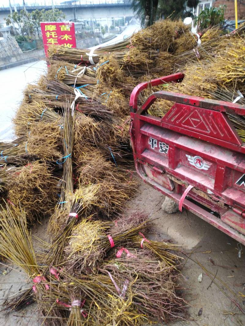 黄柏苗，黄柏树苗，正宗的厚皮黄柏苗，大小规格有货，
