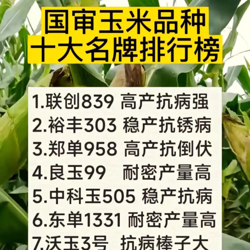 郑单958耐密植，抗倒伏，中国玉米种子霸榜。