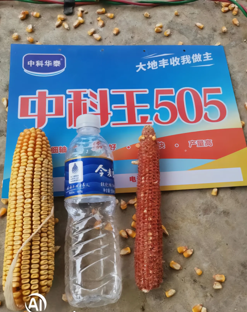 中科玉505玉米种子，轴细牙齿深不花粒，产量突出优质玉米