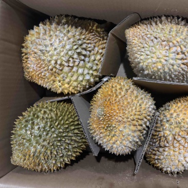 树熟金枕，精品榴莲液氮金枕，量大价格从优