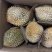 树熟金枕，精品榴莲液氮金枕，量大价格从优