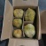 树熟金枕，精品榴莲液氮金枕，量大价格从优